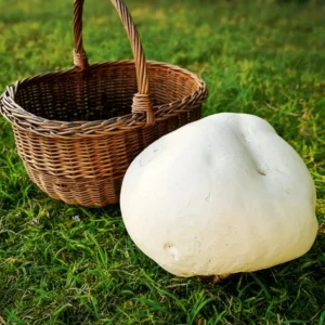 Zaparkorun Sadba hub - Pýchavka obrovská (vatovec obrovský)