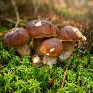 Zaparkorun Sadba lesních hub